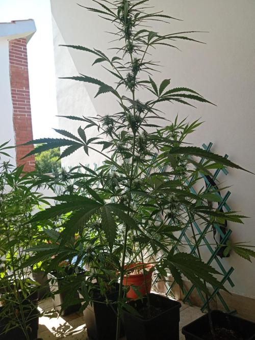 (afghan kush auto) poor Summer part 1. Week 7 - 110cm tall