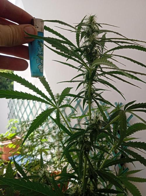 (afghan kush auto) poor Summer part 1. Week 7