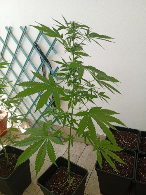(afghan kush auto) poor Summer part 1. Week 7