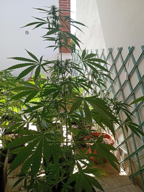 (afghan kush auto) poor Summer part 1. Week 7