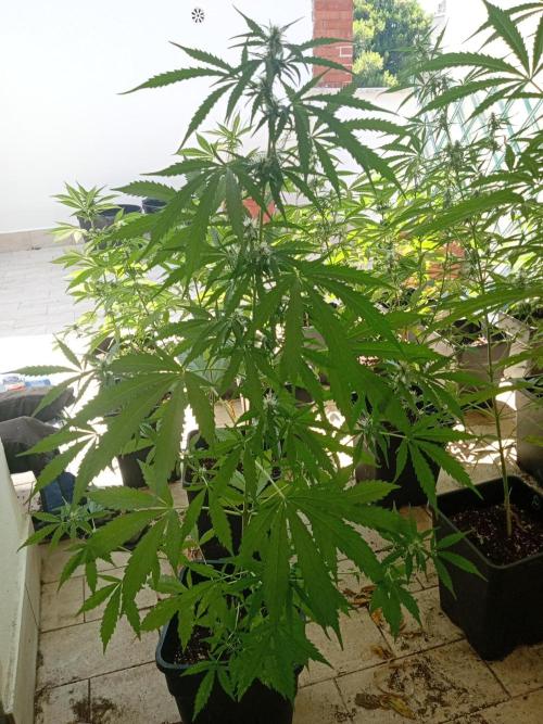 (afghan kush auto) poor Summer part 1. Week 7