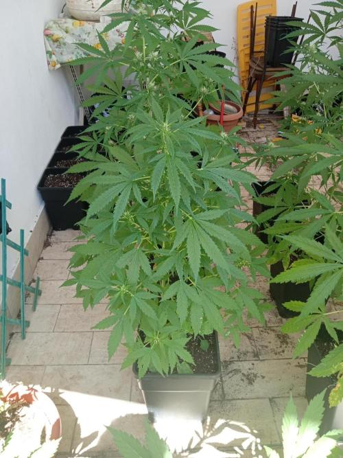 (afghan kush auto) poor Summer part 1. Week 7