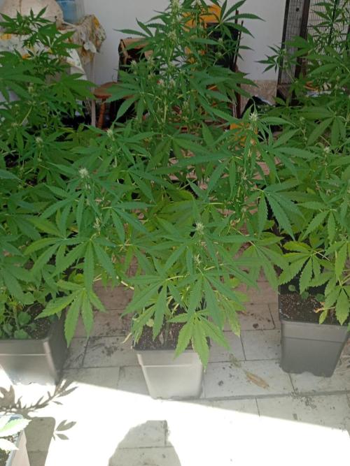 (afghan kush auto) poor Summer part 1. Week 7