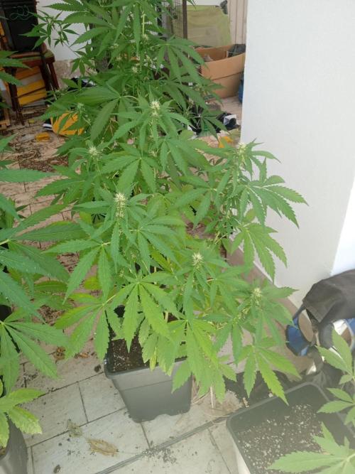 Afghan Kush Auto. Week 7