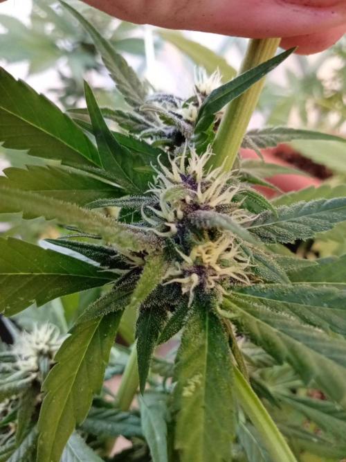 (🍌purple punch RF3) Poor Summer part2. Week 6