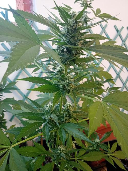 (🍌purple punch RF3) Poor Summer part2. Week 6