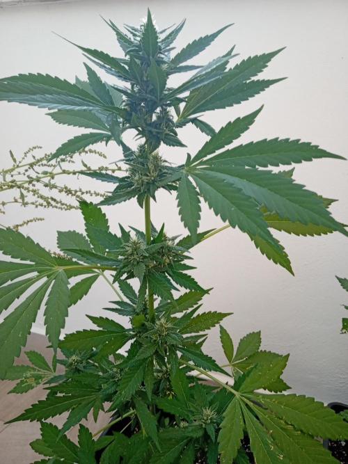 (🍌purple punch RF3) Poor Summer part2. Week 6