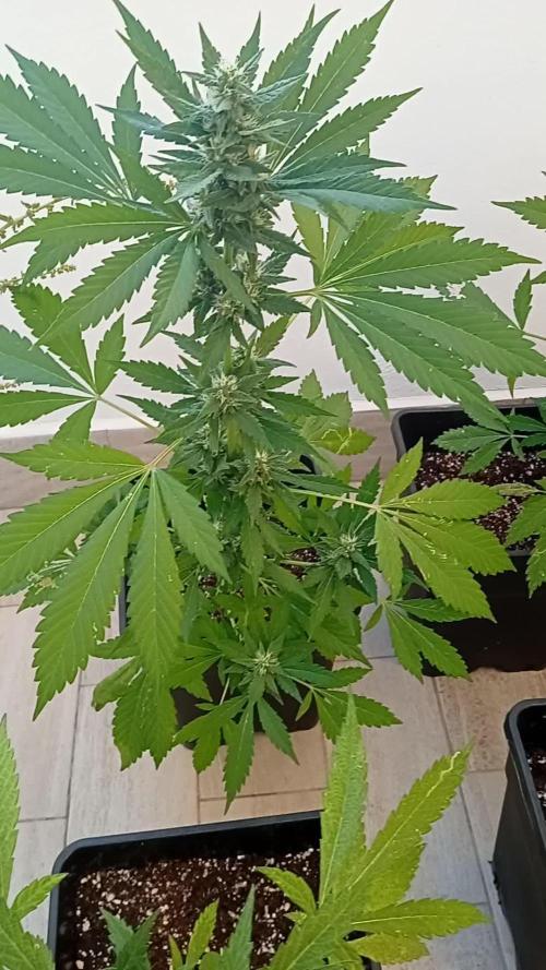 Banana purple punchRF3 Poor Summer part2