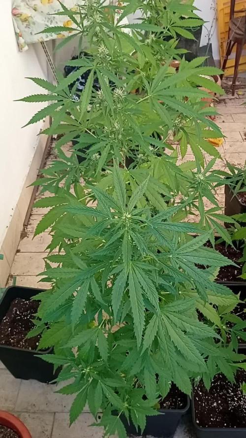 (afghan kush auto) poor Summer part 1