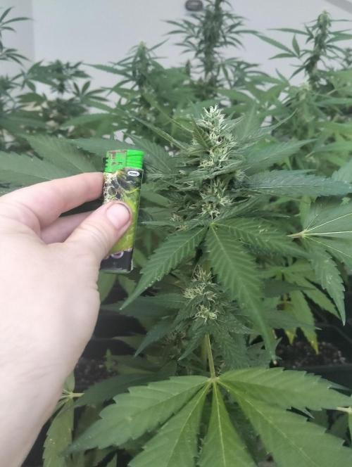 (🍌purple punch RF3) Poor Summer part2. Week 7