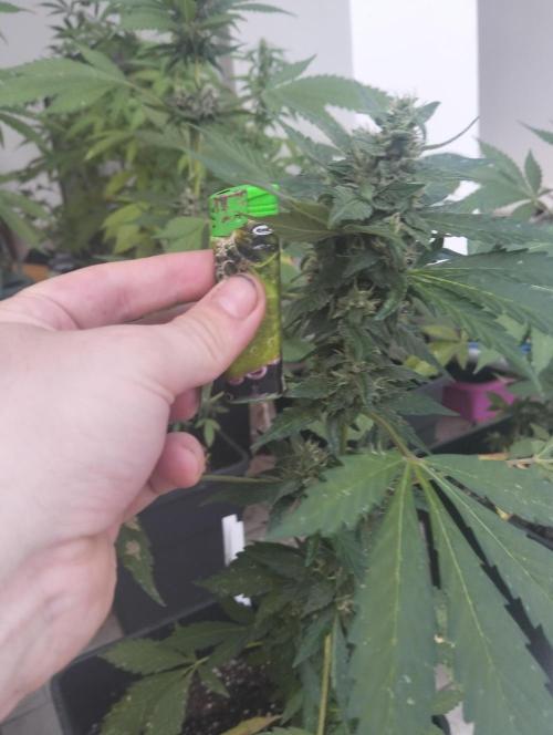 (🍌purple punch RF3) Poor Summer part2. Week 7