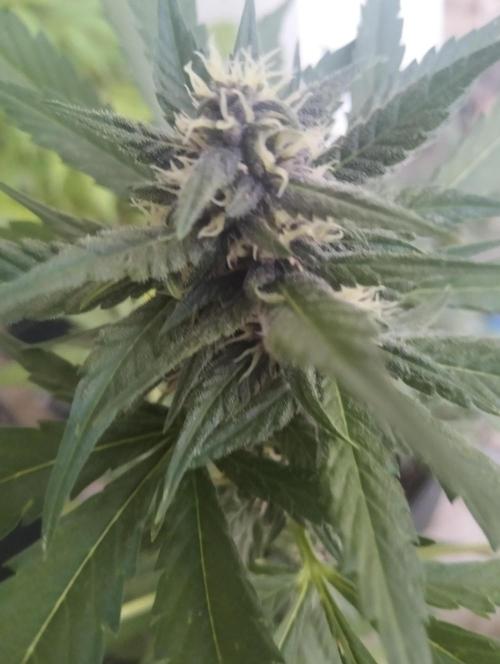 (🍌purple punch RF3) Poor Summer part2. Week 7