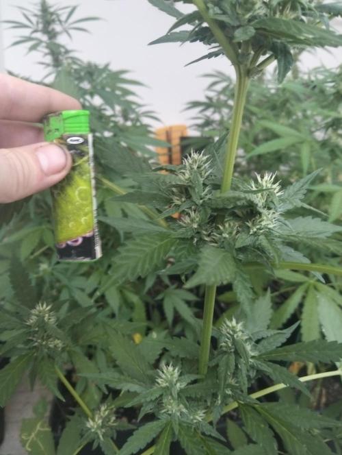 (🍌purple punch RF3) Poor Summer part2. Week 7