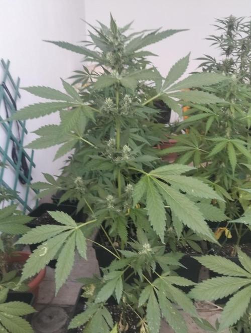 (🍌purple punch RF3) Poor Summer part2. Week 7