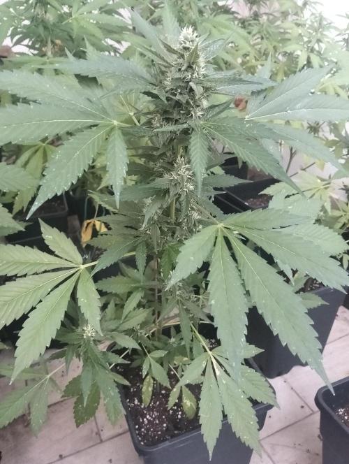 (🍌purple punch RF3) Poor Summer part2. Week 7