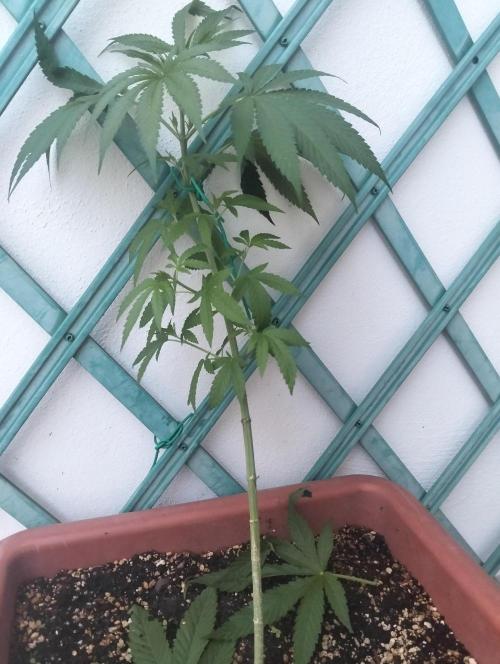 (Lemon mandarine) Poor Summer extra part. Week 6
