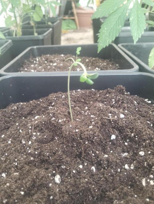 (🦍🍪 auto)"poor Summer part 3". Week 1