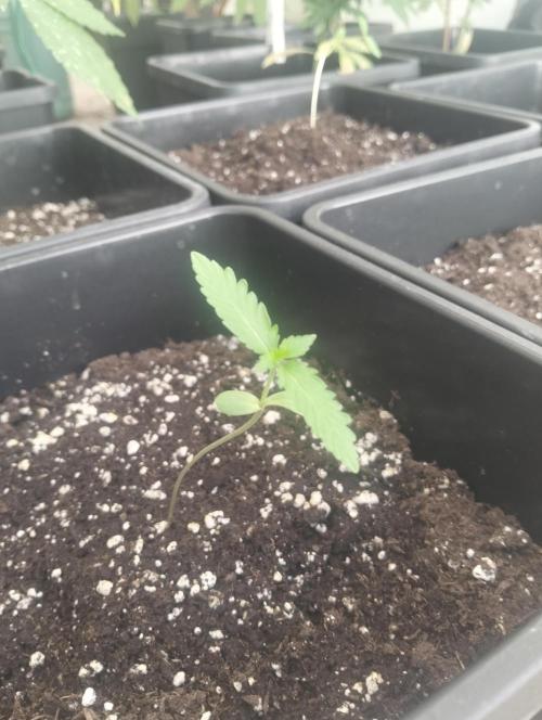 (🦍🍪 auto)"poor Summer part 3". Week 1