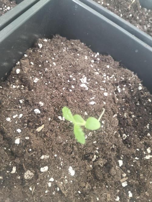 (🦍🍪 auto)"poor Summer part 3". Week 1