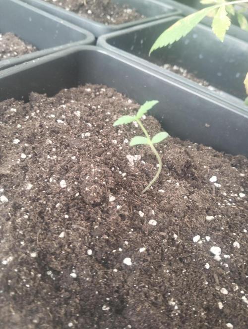 (🦍🍪 auto)"poor Summer part 3". Week 1