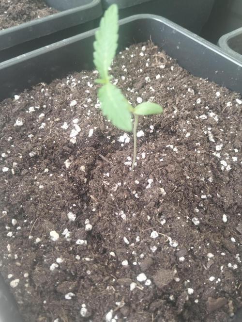 Gorilla Cookies Auto. Week 1