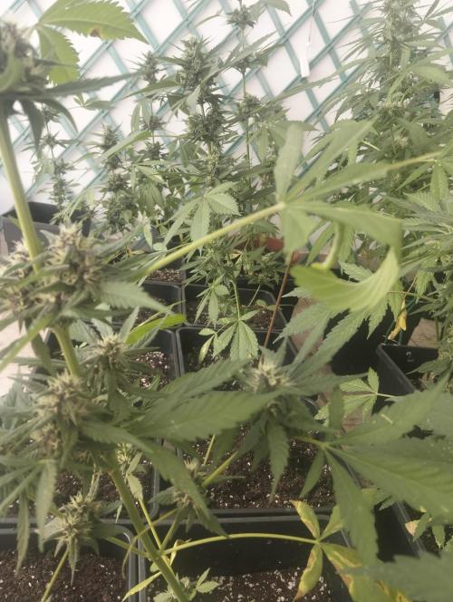 Banana Purple Punch Auto RF3. Week 7