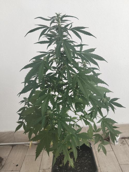 (afghan kush auto) poor Summer part 1. Week 8