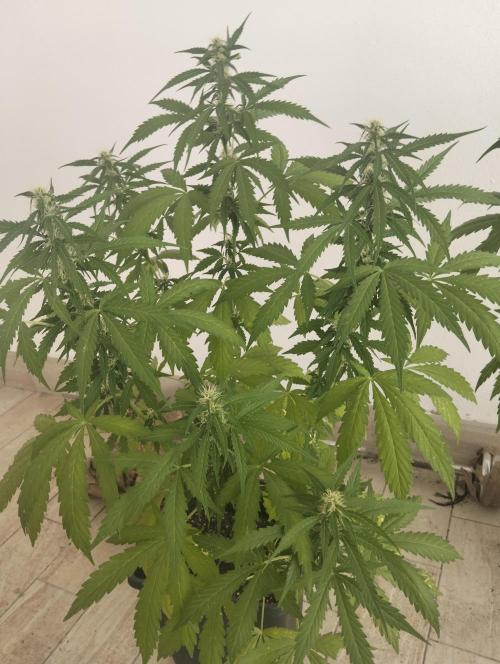(afghan kush auto) poor Summer part 1. Week 8