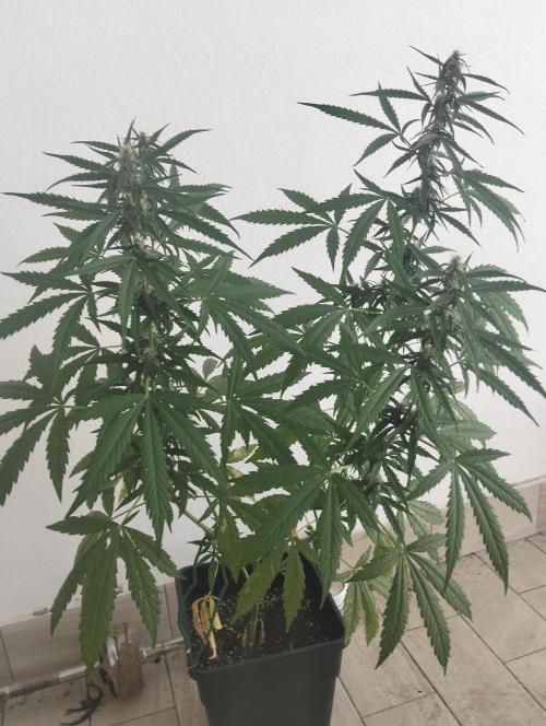(afghan kush auto) poor Summer part 1. Week 8