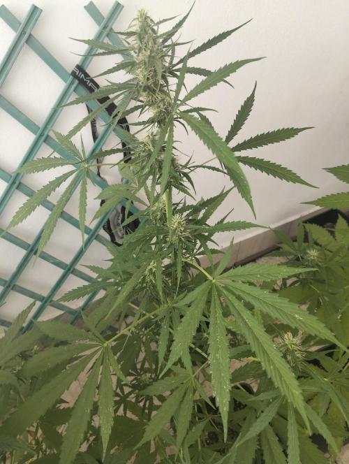 (afghan kush auto) poor Summer part 1. Week 8