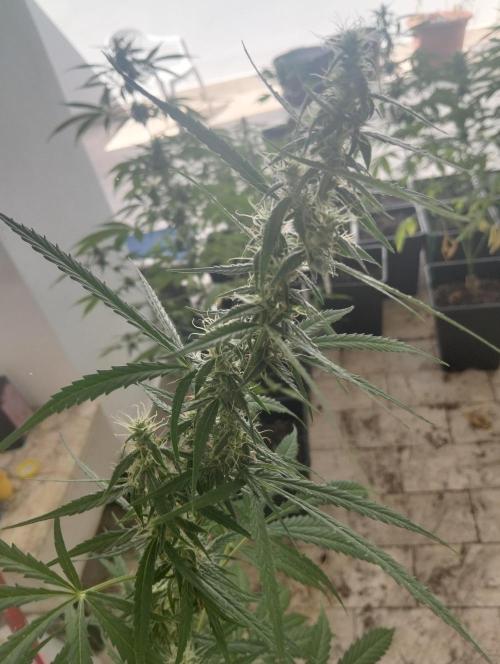 (afghan kush auto) poor Summer part 1. Week 8
