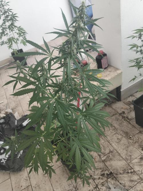 (afghan kush auto) poor Summer part 1. Week 8