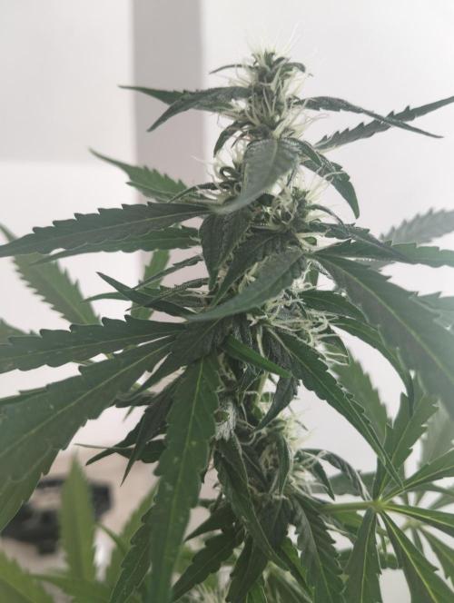 (afghan kush auto) poor Summer part 1. Week 8