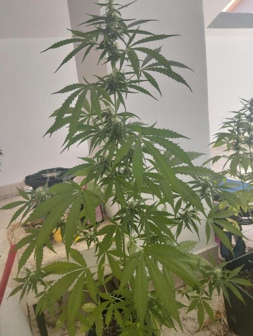 (afghan kush auto) poor Summer part 1. Week 8