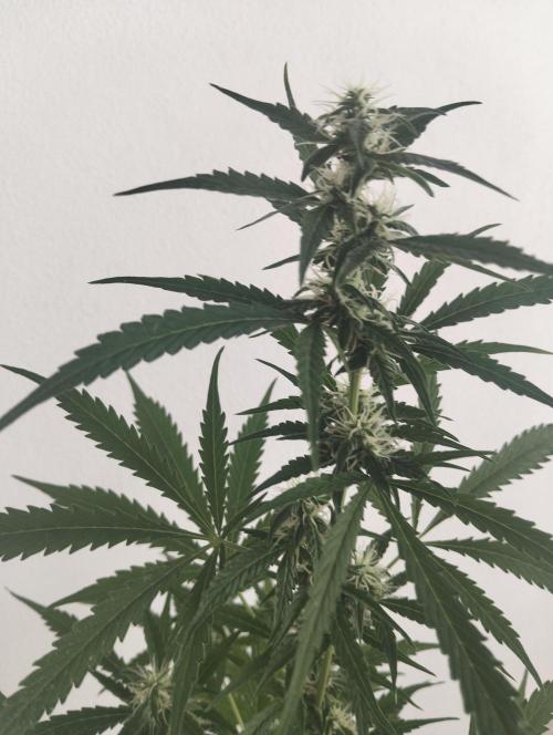 (afghan kush auto) poor Summer part 1. Week 8