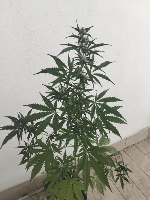 (afghan kush auto) poor Summer part 1. Week 8