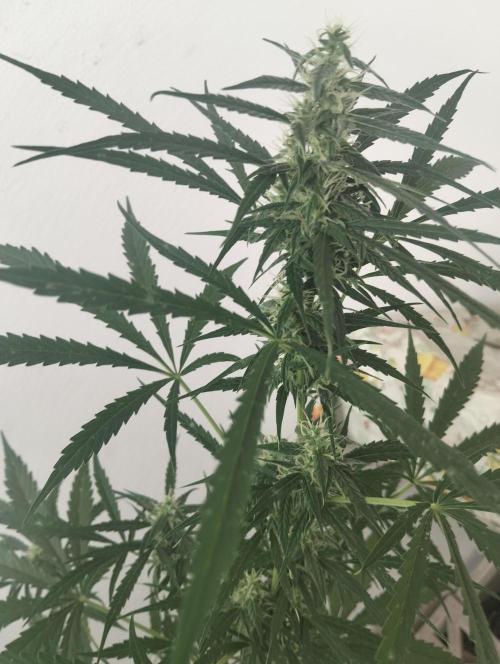 (afghan kush auto) poor Summer part 1. Week 8