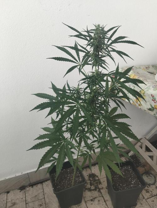 (afghan kush auto) poor Summer part 1. Week 8