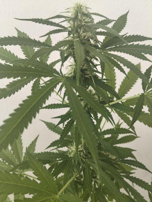 (afghan kush auto) poor Summer part 1. Week 8