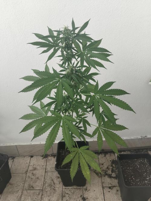 (afghan kush auto) poor Summer part 1. Week 8