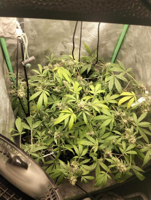 N13 kush by sensi seeds. Week 19
