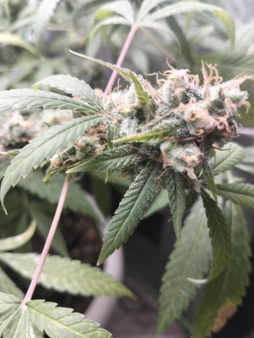 N13 kush by sensi seeds. Week 19