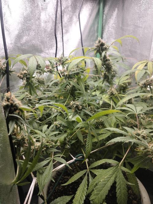 N13 kush by sensi seeds. Week 19