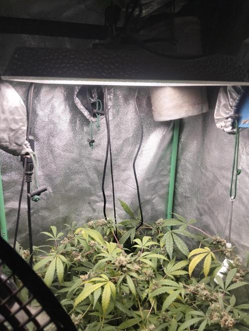 N13 kush by sensi seeds. Week 19