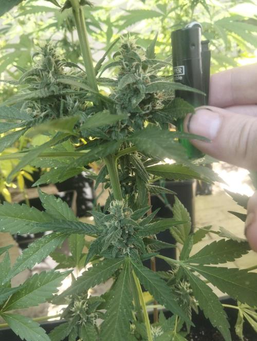(🍌purple punch RF3) Poor Summer part2. Week 7 - Particolare di una cima in confronto ad un accendino