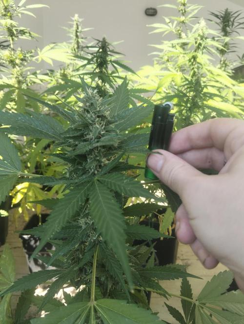 (🍌purple punch RF3) Poor Summer part2. Week 7 - Apicale
