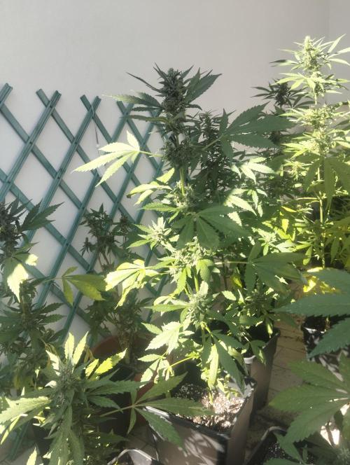 (🍌purple punch RF3) Poor Summer part2. Week 7