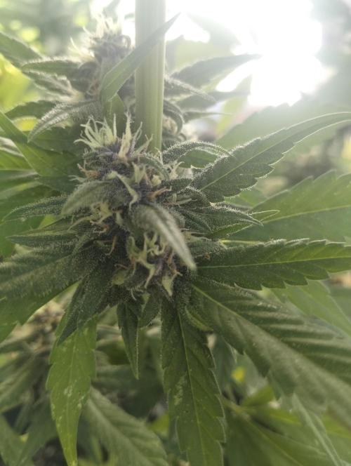Banana Purple Punch Auto RF3. Week 7