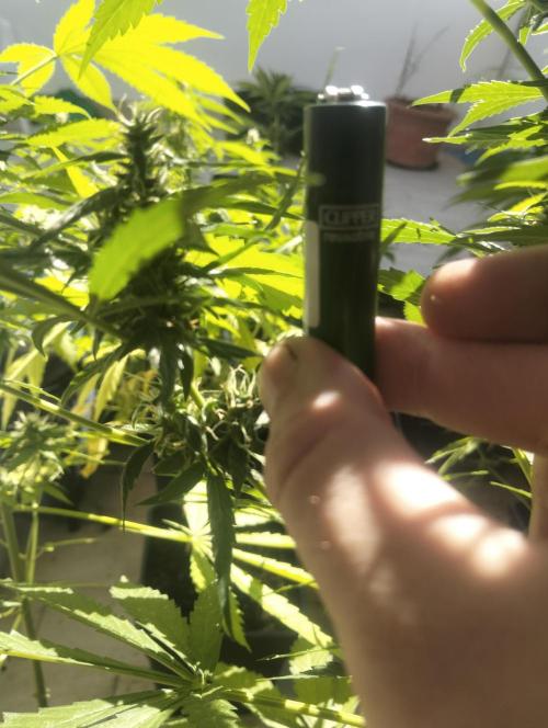 (afghan kush auto) poor Summer part 1. Week 8