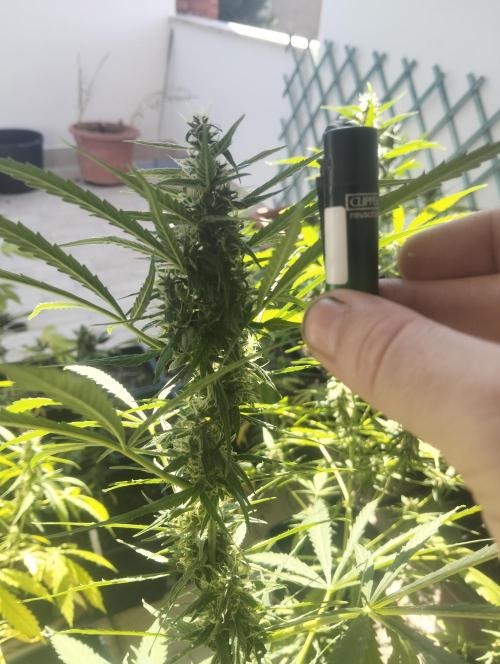 (afghan kush auto) poor Summer part 1. Week 8